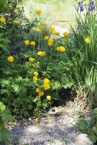 Trollius europaeus geen maat specificatie 0,55L/P9cm - afbeelding 5