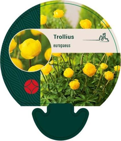 Trollius europaeus geen maat specificatie 0,55L/P9cm - afbeelding 7