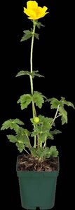 Trollius europaeus geen maat specificatie 0,55L/P9cm - afbeelding 6