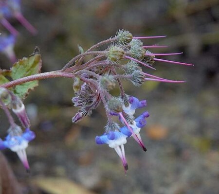 Trachystemon orientalis geen maat specificatie 0,55L/P9cm - afbeelding 2