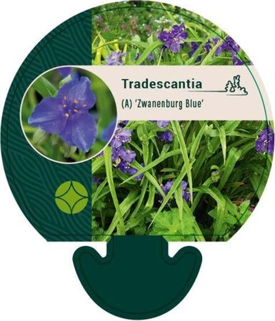 Tradescantia (A) 'Zwanenburg Blue' geen maat specificatie 0,55L/P9cm - afbeelding 1