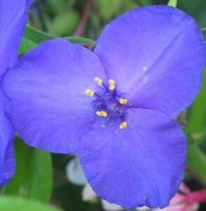 Tradescantia (A) 'Zwanenburg Blue' geen maat specificatie 0,55L/P9cm - afbeelding 2