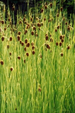 Typha minima geen maat specificatie 0,55L/P9cm