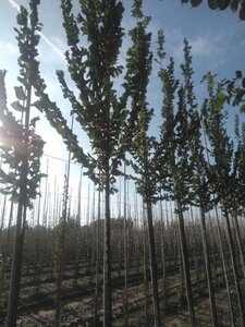 Ulmus 'Columella' 12-14 STA BR 2 X V