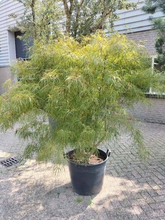 Ulmus glabra 100-125 cm BR 1/1