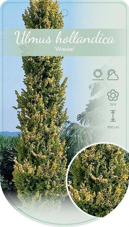 Ulmus holl. 'Wredei' 125-150 cm cont. 7,5L - afbeelding 2