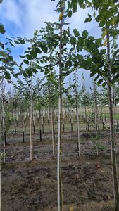 Ulmus laevis 8-10 STA4 BR