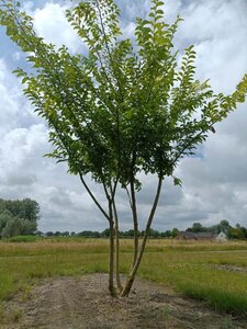 Ulmus 'Sapporo Autumn Gold' 250-300 cm draadkluit meerstammig - afbeelding 1