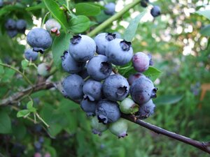 Vaccinium c. 'Bluejay' 70 cm vierkant 2L - afbeelding 1