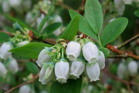 Vaccinium c. 'Bluejay' 70 cm vierkant 2L - afbeelding 2