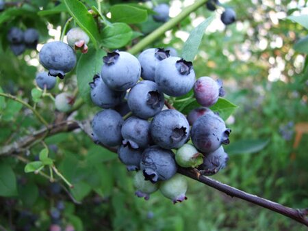 Vaccinium c. 'Bluejay' 70 cm vierkant 2L - image 1