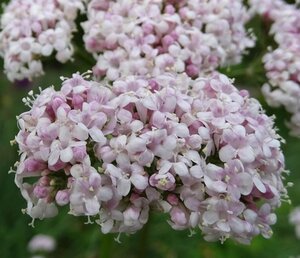 Valeriana officinalis geen maat specificatie 0,55L/P9cm - afbeelding 1