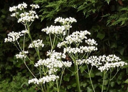 Valeriana officinalis geen maat specificatie 0,55L/P9cm - afbeelding 2