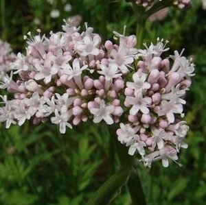 Valeriana officinalis geen maat specificatie 0,55L/P9cm - afbeelding 8