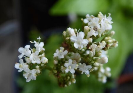 Valeriana officinalis geen maat specificatie 0,55L/P9cm - afbeelding 6