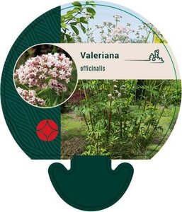 Valeriana officinalis geen maat specificatie 0,55L/P9cm - afbeelding 7