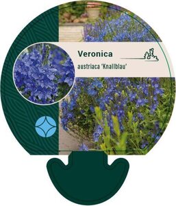 Veronica austr. 'Knallblau' geen maat specificatie 0,55L/P9cm