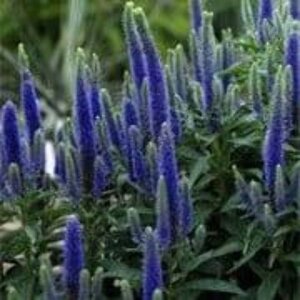 Veronica austr. 'Royal Blue' geen maat specificatie 0,55L/P9cm - afbeelding 1