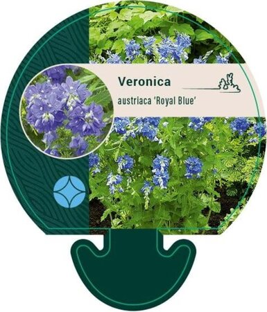 Veronica austr. 'Royal Blue' geen maat specificatie 0,55L/P9cm - afbeelding 2