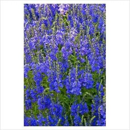 Veronica austr. 'Shirley Blue' geen maat specificatie 0,55L/P9cm - afbeelding 2