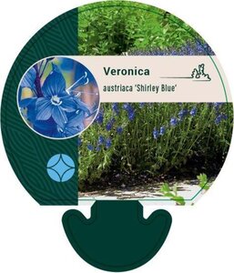 Veronica austr. 'Shirley Blue' geen maat specificatie 0,55L/P9cm - afbeelding 1