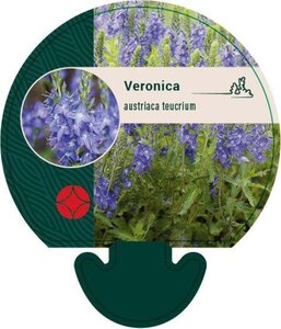 Veronica austriaca teucrium geen maat specificatie 0,55L/P9cm