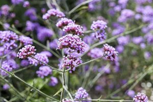 Verbena bon. 'Lollipop' geen maat specificatie 0,55L/P9cm - afbeelding 1