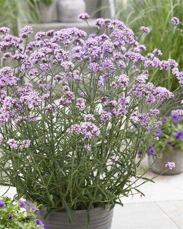 Verbena bon. 'Lollipop' geen maat specificatie 0,55L/P9cm - afbeelding 4