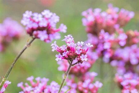 Verbena bon. 'Lollipop' geen maat specificatie 0,55L/P9cm - afbeelding 2