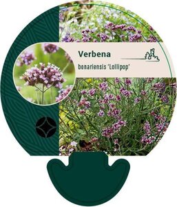 Verbena bon. 'Lollipop' geen maat specificatie 0,55L/P9cm - afbeelding 5