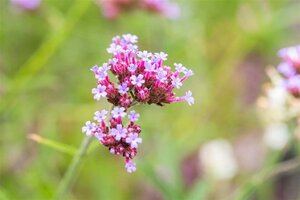 Verbena bon. 'Lollipop' geen maat specificatie 0,55L/P9cm - afbeelding 3