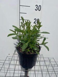 Verbena bonariensis geen maat specificatie cont. 3,0L - afbeelding 5