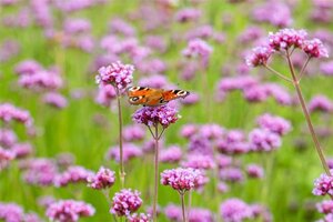 Verbena bonariensis geen maat specificatie cont. 3,0L - afbeelding 2