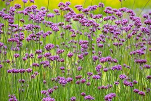 Verbena bonariensis geen maat specificatie cont. 3,0L - afbeelding 3