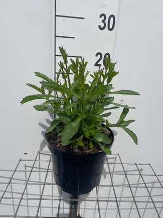 Verbena bonariensis geen maat specificatie cont. 3,0L - afbeelding 7