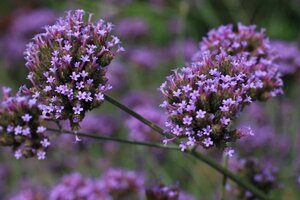 Verbena bonariensis geen maat specificatie cont. 3,0L - afbeelding 4