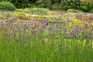 Verbena bonariensis geen maat specificatie 0,55L/P9cm - afbeelding 1