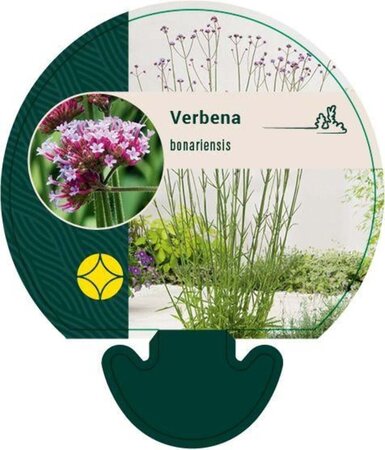 Verbena bonariensis geen maat specificatie 0,55L/P9cm - afbeelding 5