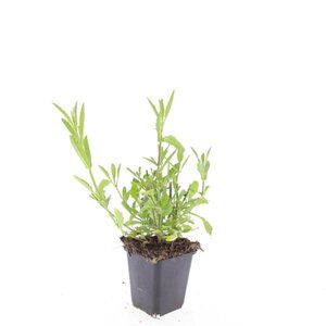 Verbena bonariensis geen maat specificatie 0,55L/P9cm - afbeelding 3