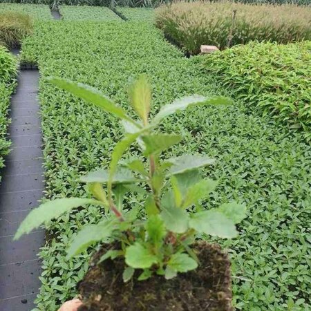 Verbena bonariensis geen maat specificatie 0,55L/P9cm - afbeelding 14