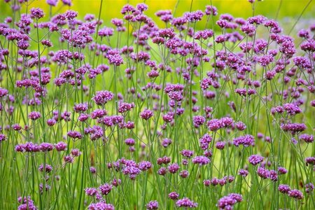 Verbena bonariensis geen maat specificatie 0,55L/P9cm - afbeelding 15