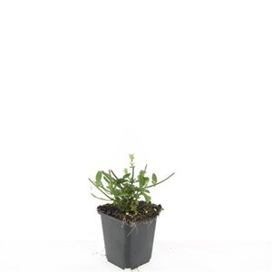 Verbena bonariensis geen maat specificatie 0,55L/P9cm - afbeelding 2