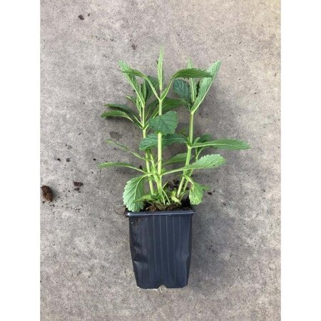 Verbena bonariensis geen maat specificatie 0,55L/P9cm - afbeelding 12