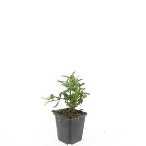 Verbena bonariensis geen maat specificatie 0,55L/P9cm - afbeelding 17