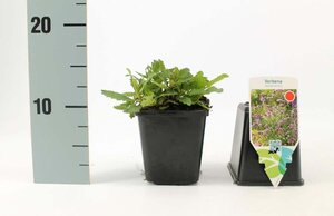 Verbena bonariensis geen maat specificatie 0,55L/P9cm - afbeelding 13