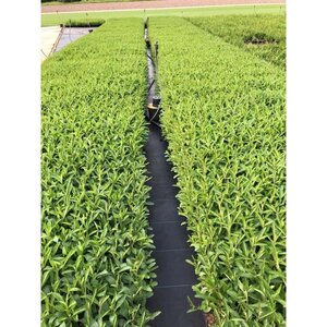 Verbena bonariensis geen maat specificatie 0,55L/P9cm - afbeelding 11