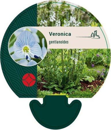 Veronica gentianoides geen maat specificatie 0,55L/P9cm - afbeelding 1