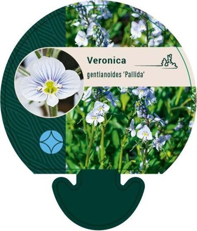 Veronica gent. 'Pallida' geen maat specificatie 0,55L/P9cm - afbeelding 1