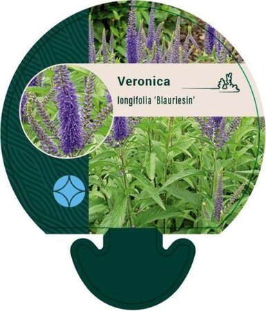 Veronica longif. 'Blauriesin' geen maat specificatie 0,55L/P9cm - afbeelding 6