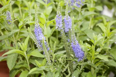 Veronica longif. 'Blauriesin' geen maat specificatie 0,55L/P9cm - afbeelding 2